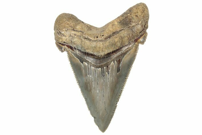 Serrated Angustidens Tooth - Megalodon Ancestor #308024